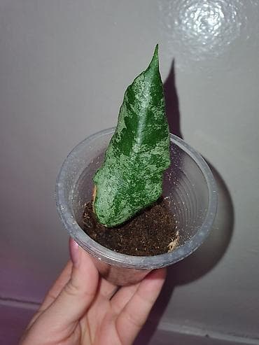 Комнатные растения: Хойи
Цены 200, 300, 400 сом — 8