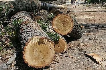 на краун: Услуги по спиливанию и обрезке деревьев - Профессиональное валка — 3