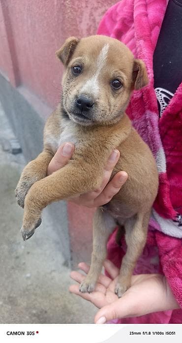 хомяк домашний купить: Отдам щенков Особенности: - шерсть плотная, короткая, легко — 4