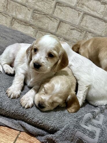 акустические системы nigin колонка в виде собак: Кокер-спаниель, 1 месяц, Самец — 11