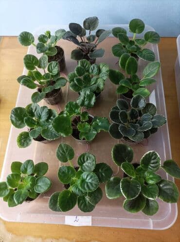 укорененные листики фиалок: Продаю детки (100-150 с), свежесрезанный лист (40 с) и взрослые — 11