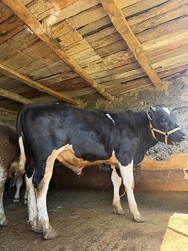 где купить кошку в бишкеке: Продаю | Бык (самец) | Привязанные — 2