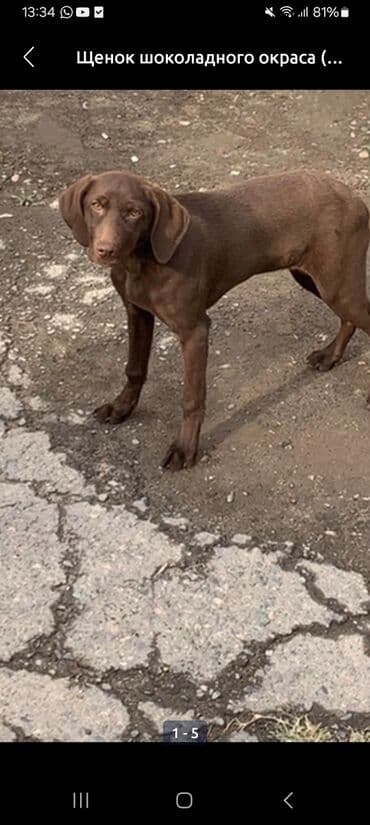 Вязка собак: Щенок шоколадного окраса - Порода/тип: молодая короткошёрстная собака — 1