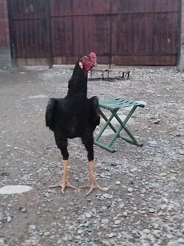 теннисный стол цена ош: Электровелосипед, Б/у — 6