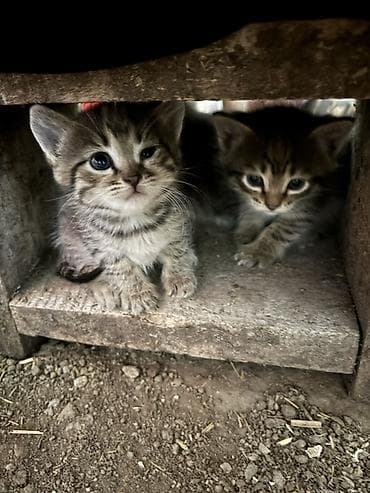 Котята, полосатые - Окрас: классический тигровый — теплые коричневые — 5