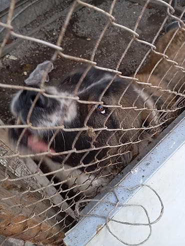 Вязка собак: 3 года, Самец, С прививкой — 1