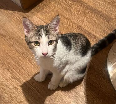 британская короткошерстная кошка золотая шиншилла: Мышык бекер берилет: Породасыз, 3 айлык, Эркек, Лотокко барууга үйрөтүлгөн, Курттардан тазаланган — 7