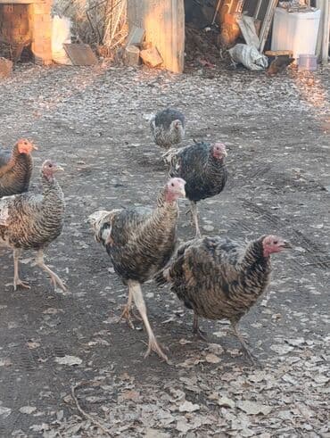 собака алабай: Продаю | Индюшка (самка) | Для разведения | Племенные — 10