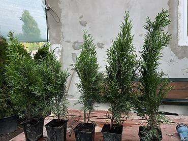 туя смарагт: Туя западная (вероятно Smaragd/Brabant) — саженцы в контейнерах. - — 4