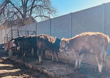 собаки сколько стоит: Продаю | Музоо, торпок | Ангус, Швицкая | На откорм — 5