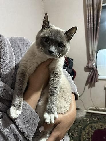 кошка домашняя: Цена договорная — 1