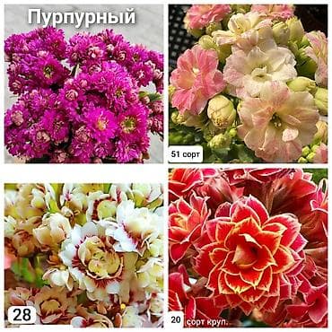 деткие: В продаже детки гибридных сортов каланхоэ по 150 с Бишкек ‼️ — 3