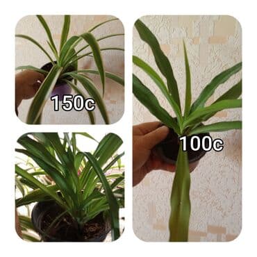 мебель бишкек: Саженцы цветка — 13