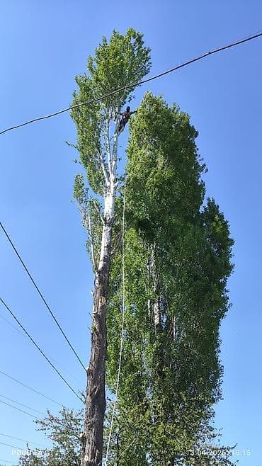 леса стр: Спил Дерево Тал, Бак, Жаңгак акацса Дуб Орехи терек карагач Отун — 2