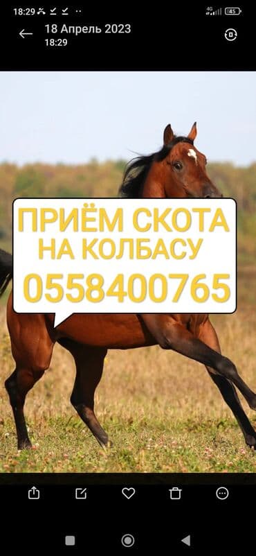 домашние птицы: Куплю | Коровы, быки, Лошади, кони | Круглосуточно, Любое состояние, Забитый — 1