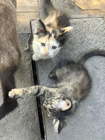 кот кошка: Кошка даром: Сиамская, 3 месяца, Девочка — 2