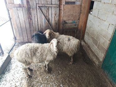 ягнята гисар: Продаю | Овца (самка) | На забой, Для разведения | Котные, Матка — 5