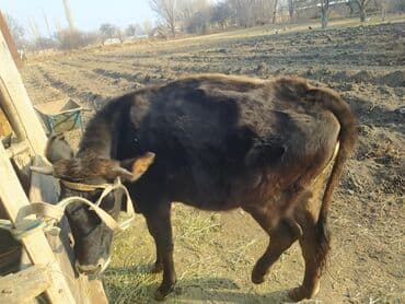 продам бу оборудование для птицефабрики: Продаю | Тёлка | Полукровка | На откорм | Отела не было — 1