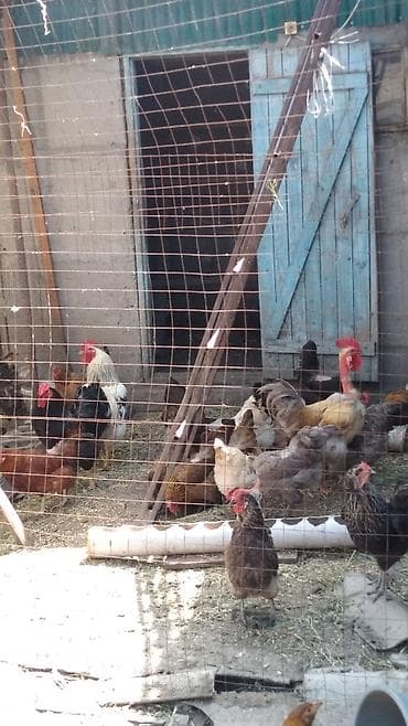 куда можно отдать кошку в бишкеке: Продаю | Куры — 1