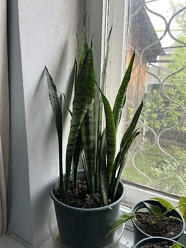 молочай гулу: Сансевиерия (тещин язык), комнатное растение в горшке. - Сорт с — 2