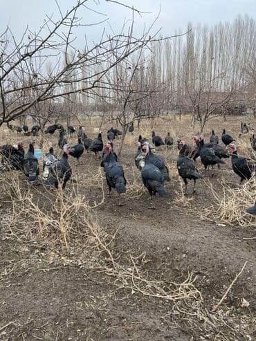 ат косилка: Продаю | Индюшка (самка), Индюк (самец) | Для разведения | Племенные — 4