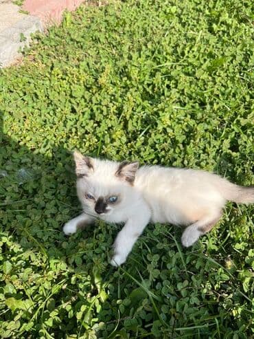 новорожденные котята: Котята с колор-пойнтовым окрасом - Возраст: 2,5месяца - Окрас — 4