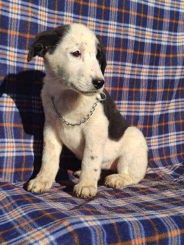 продажа собак бишкек: Ищем дом щенкам. Дважды привиты,имеют ветеринарные паспорта. Есть — 14