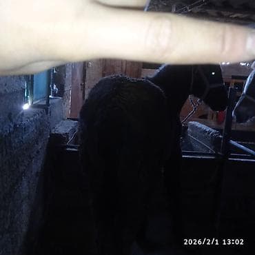 сколько стоит жеребенок в кыргызстане: Продаю | Жеребенок | Для разведения — 8