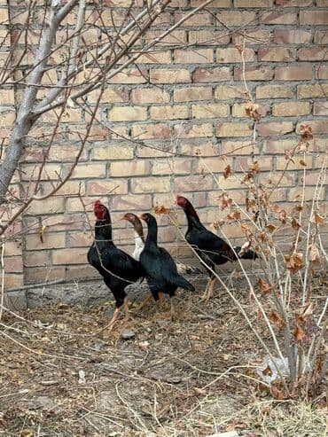 дойный корова: Продаю | Петух | Дакан | Для разведения — 5