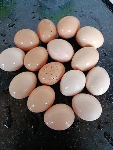 курица продаю: Домашние куриные яйца.Оплодотворенные. - Натуральные яйца от — 2