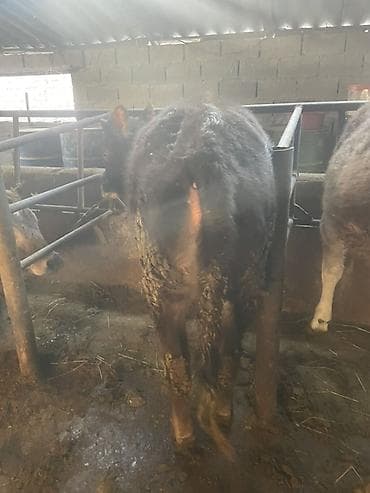 Үй жаныбарлары: Сатам | Кунаажын | Бордоп семиртүү үчүн — 3