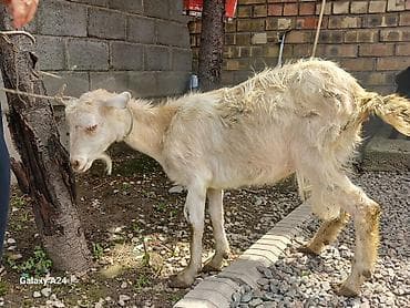 продаю коз: Продаю | Коза (самка) — 2