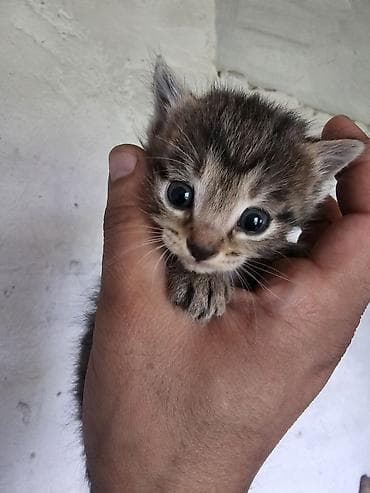 котята простые: Отдам в хорошие руки. Котята подросли, окрепли. Настоящие охотники! — 6