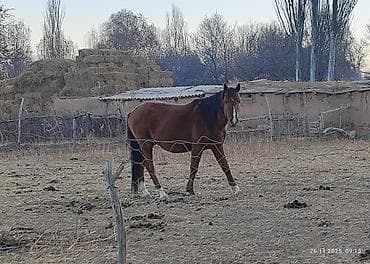 козу сатам: Сатам | Байтал | Аргын, Дончак | Көбөйтүү үчүн, Ат спорту | Асыл тукумдуу, Жасалма жол менен боозутуу — 5