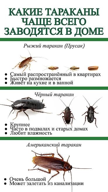 Дезинфекция, дезинсекция: Дезинфекция, дезинсекция, | Клопы, Блохи, Тараканы, | Транспорт, Офисы, Квартиры — 2