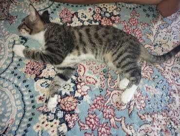 веслаухая кошка: 4 месяца, Мальчик, Приучена к лотку — 2