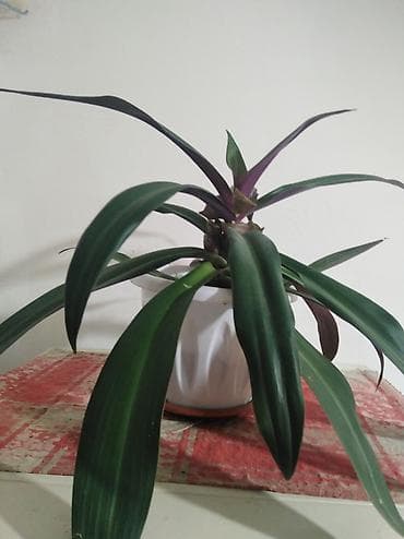 эписция альсобия: Комнатное растение «Рео» (Tradescantia spathacea, синоним Rhoeo — 3