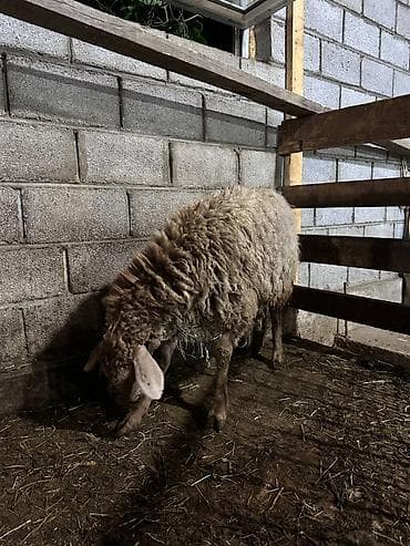 матки пчел: Продаю | Овца (самка) | Для разведения | Матка — 3