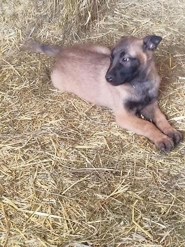 собаки шенки: Щенки породы, бельгийской овчарки малинуа Описание: - Активные — 5