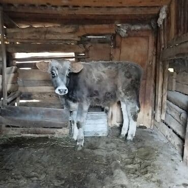 Продаю | Музоо, торпок | На откорм