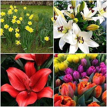 В связи с отьездом недорого продаю луковицы тюльпанов, нарциссов