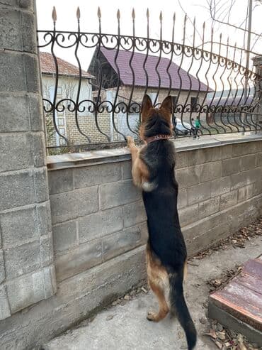 купить дрессированную немецкую овчарку: Немецкая овчарка, 3 года, Самец, С прививкой, С родословной — 2