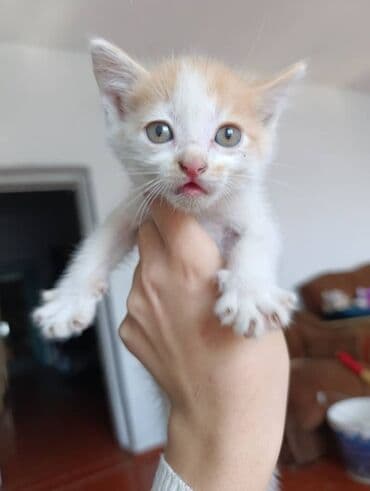 показы 1 354 72 договорная кошка даром британская короткошёрстная 1 год мальчик метис 2 позвонить написать: Очаровательные котята домашнего помёта. Описание: - Возраст на фото — 6