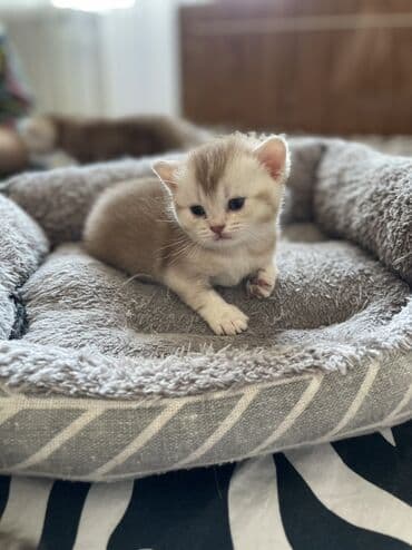 бенгальская кошка цена бишкек: Британская короткошёрстная, 2 месяца, Девочка, Приучена к лотку, С прививками — 6