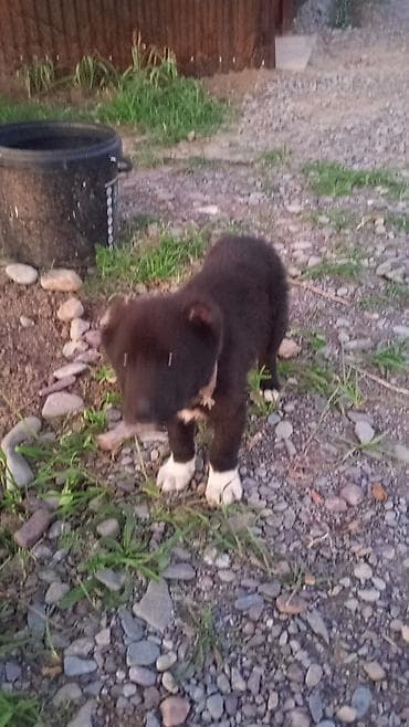 охотничая собака: Алабай, 2 месяца, Самец — 1