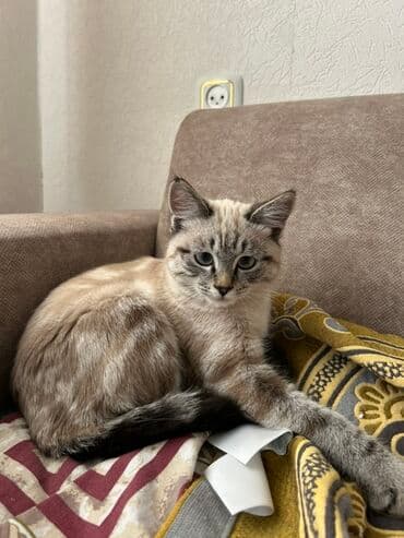 Котёнок с необычным окрасом пойнт (серо-бежевый с тёмными отметинами)