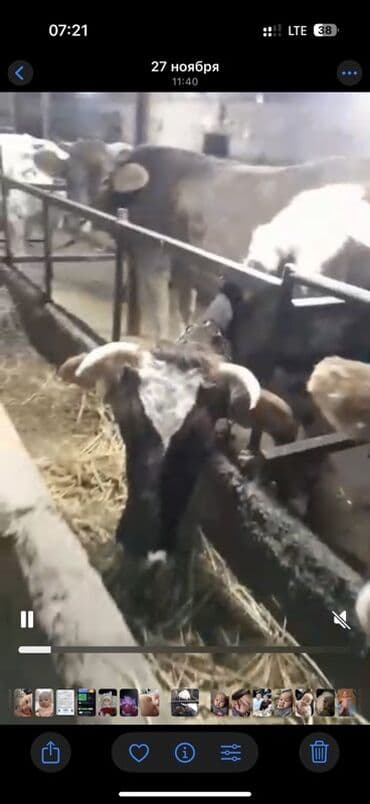 продать животных: Продаю | Корова (самка) | Для молока | Племенные — 1