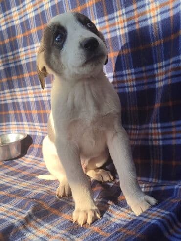 продажа собак бишкек: Ищем дом щенкам. Дважды привиты,имеют ветеринарные паспорта. Есть — 9