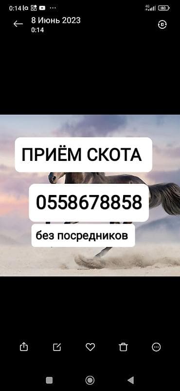 Куплю | Коровы, быки, Лошади, кони | Круглосуточно, Любое состояние, Забитый