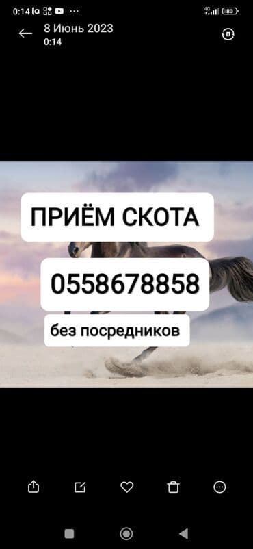 купить измельчитель травы и сена: Куплю | Коровы, быки, Лошади, кони | Круглосуточно, Любое состояние, Забитый — 1